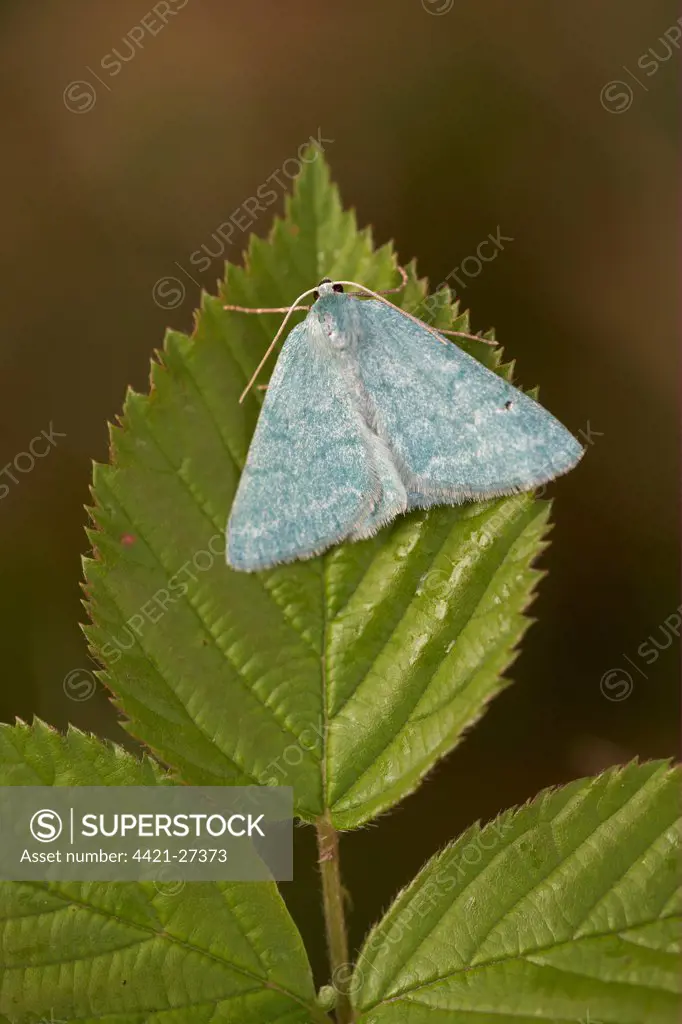Large Emerald Moth (Geometra papilionaria) adult, resting on bramble leaf, Shropshire, England
