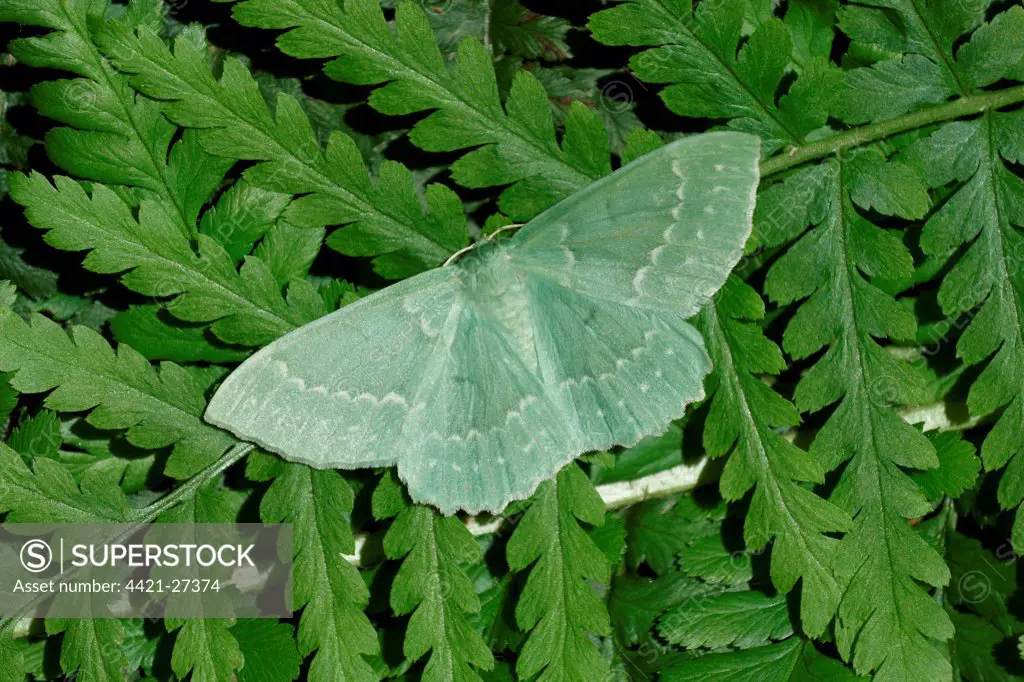 Large Emerald Moth (Geometra papilionaria) adult female, resting on fern frond, Italy, july