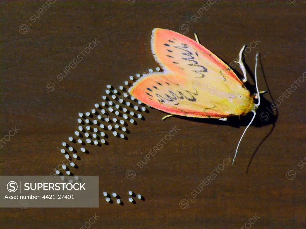 Rosy Footman (Miltochrista miniata) adult female, laying eggs on wooden fence, Cannobina Valley, Piedmont, Northern Italy, july