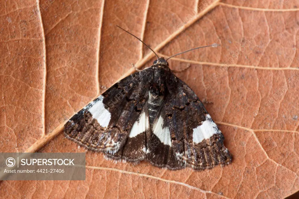 Four-spotted Moth (Tyta luctuosa) adult female, resting on dead leaf, Sicily, Italy, april