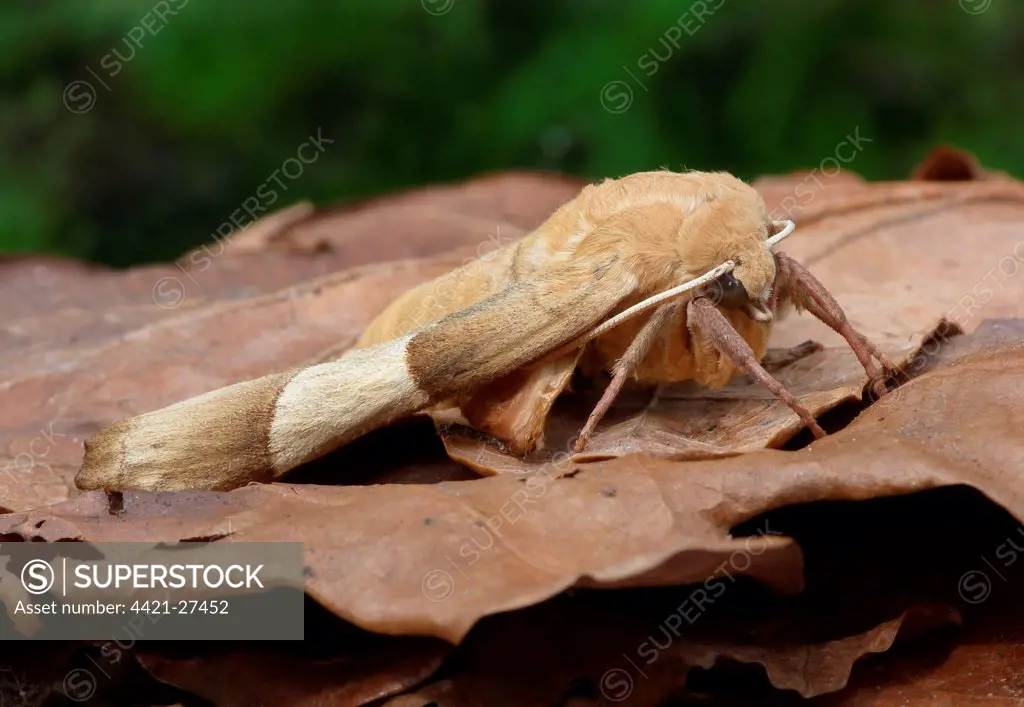 Oak Hawkmoth (Marumba quercus) adult female, camouflaged amongst leaf litter on woodland floor, Italy, june
