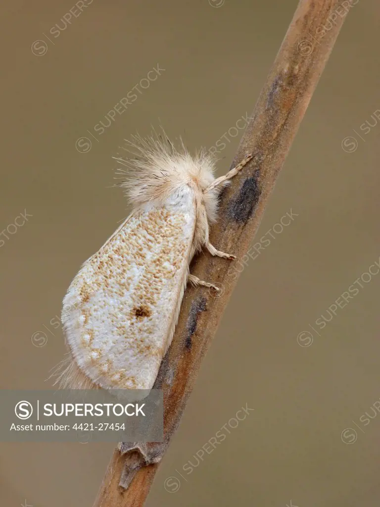 White Epicoma Moth (Epicoma argentata) adult male, roosting on eucalyptus stick, Western Australia, Australia