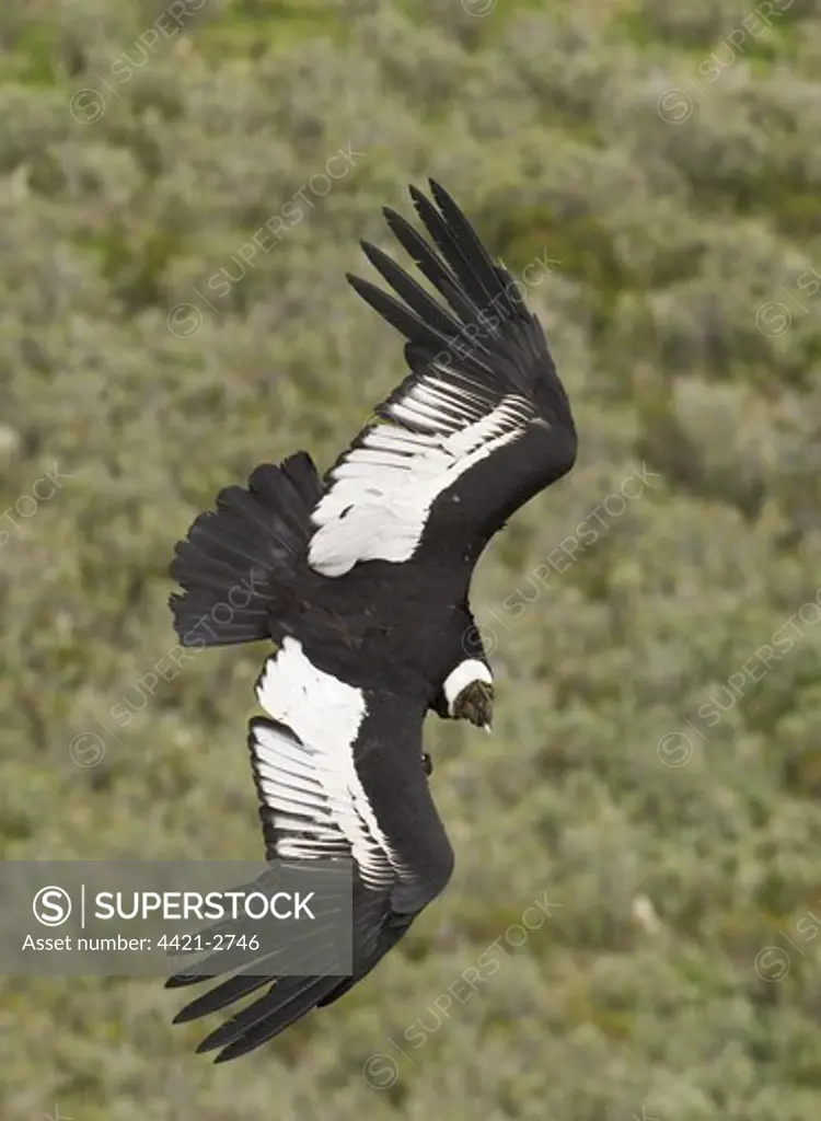 Andean Condor (Vultur gryphus) adult male, in flight, Patagonia, Chile, november