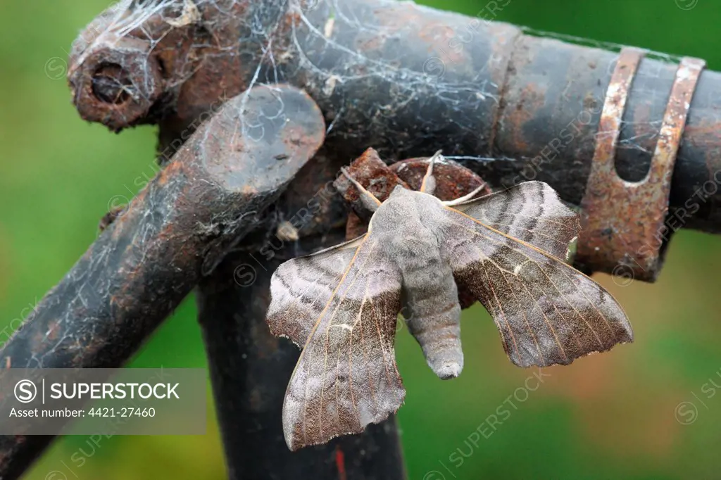 Poplar Hawkmoth (Laothoe populi) adult, resting on old bicycle, Sheffield, South Yorkshire, England