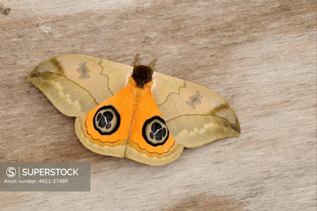 Bullseye Moth (Automeris liberia) adult, resting on wood, Trinidad, Trinidad and Tobago