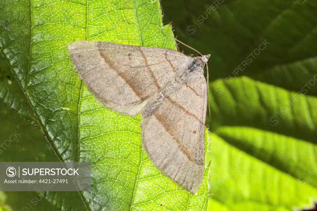 July Belle (Scotopteryx luridata) adult, resting on leaf, Powys, Wales, july