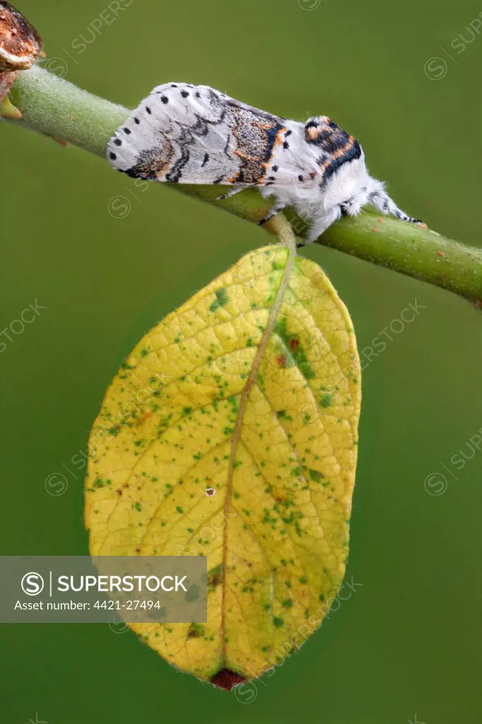 Sallow Kitten (Furcula furcula) adult, roosting on Goat Willow (Salix caprea) twig in garden, larval foodplant, Leicestershire, England, august