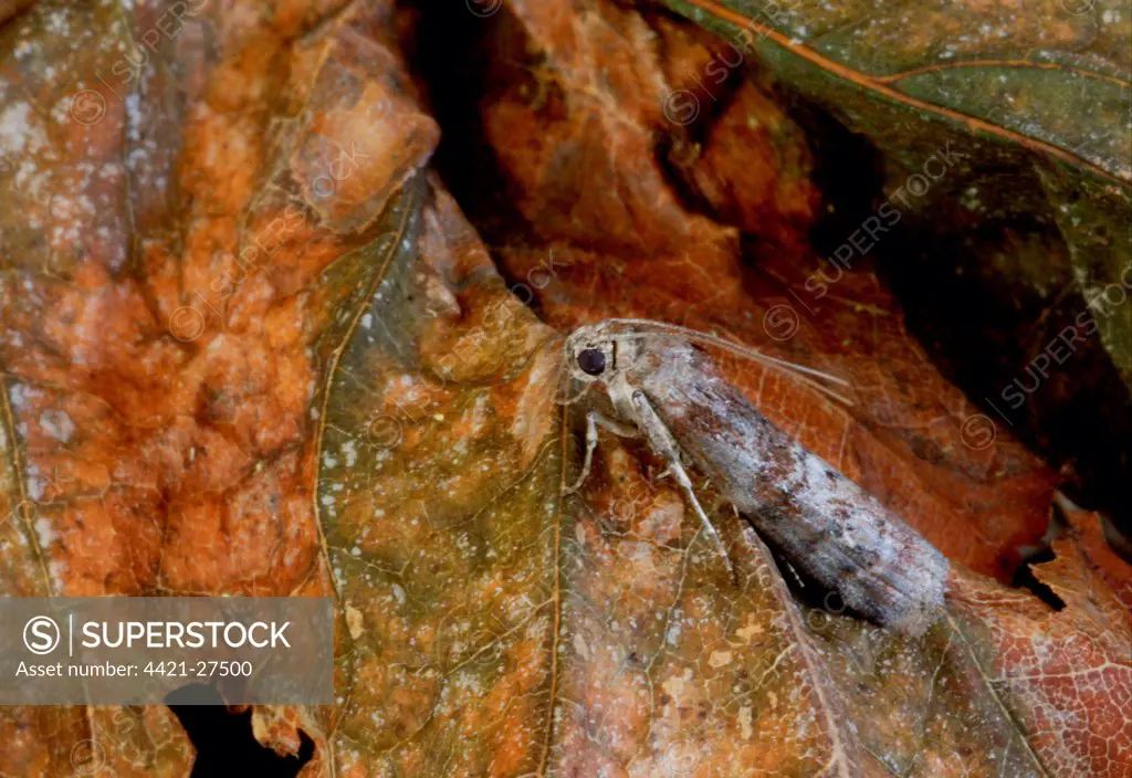 Dotted Oak Knot-horn (Phycita roborella) adult, resting on dead leaf, Norfolk, England, august