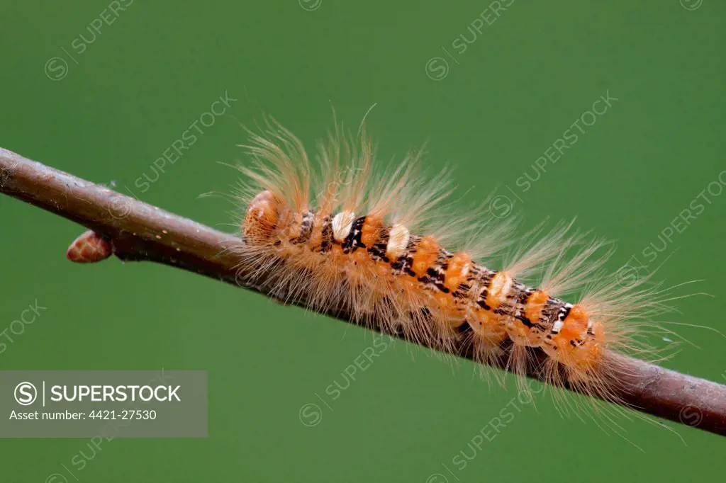 Scarce Merveille du Jour (Moma alpium) caterpillar, on oak twig, larval foodplant, Italy, august