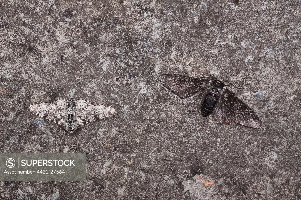 Peppered Moth (Biston betularia) normal and melanistic forms, two adults, example of camouflage adaption evolution, Essex, England, july