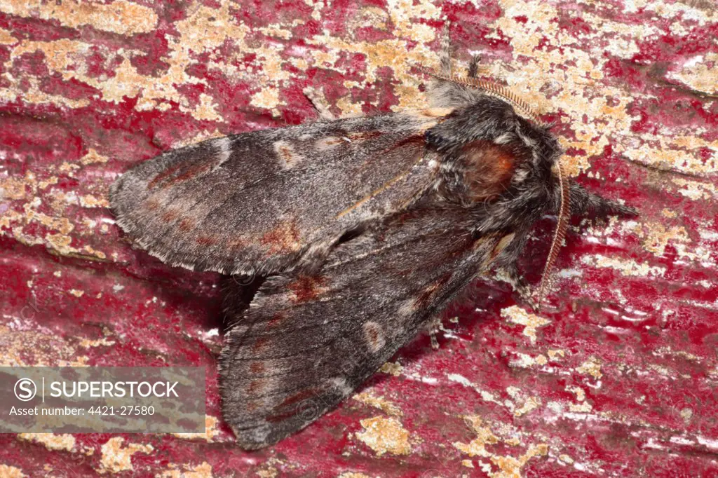 Iron Prominent Moth (Notodonta dromedarius) adult, resting on on old doorframe with flaking paint, Powys, Wales, june