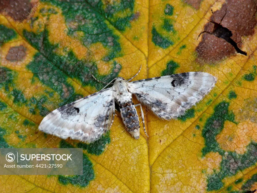 Lime-speck Pug (Eupithecia centaureata) adult, resting on decaying leaf, Leicestershire, England, august