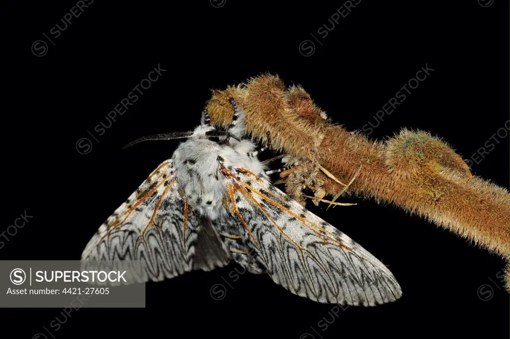 Puss Moth (Cerura vinula) adult, resting on twig at night, Oxfordshire, England