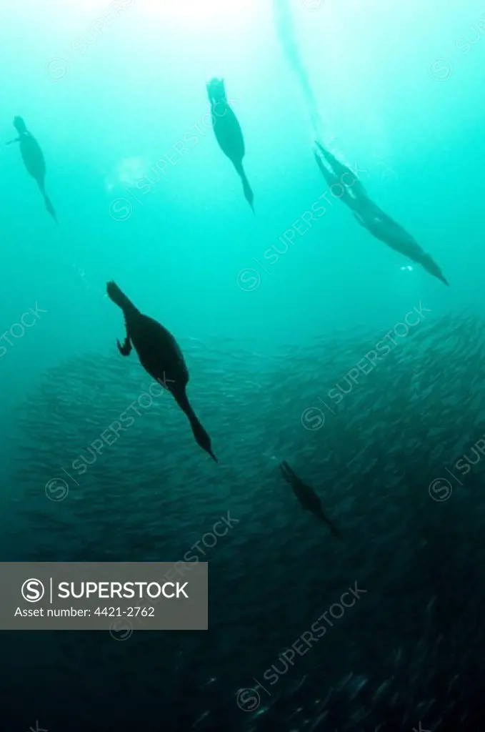 Cape Cormorant (Phalacrocorax capensis) and Cape Gannet (Morus capensis) mixed flock, diving underwater and feeding on 'baitball' school of small bait fish, offshore Port St. Johns, 'Wild Coast', Eastern Cape (Transkei), South Africa, july