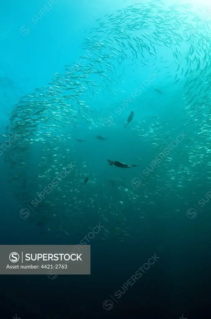 Cape Cormorant (Phalacrocorax capensis) flock, diving underwater and feeding on 'baitball' school of small bait fish, offshore Port St. Johns, 'Wild Coast', Eastern Cape (Transkei), South Africa, july