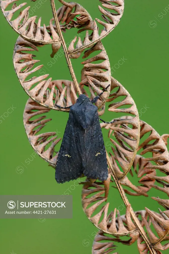 Black Rustic (Aporophyla nigra) adult, resting on dry Bracken (Pteridium aquilinum) frond, Leicestershire, England, september