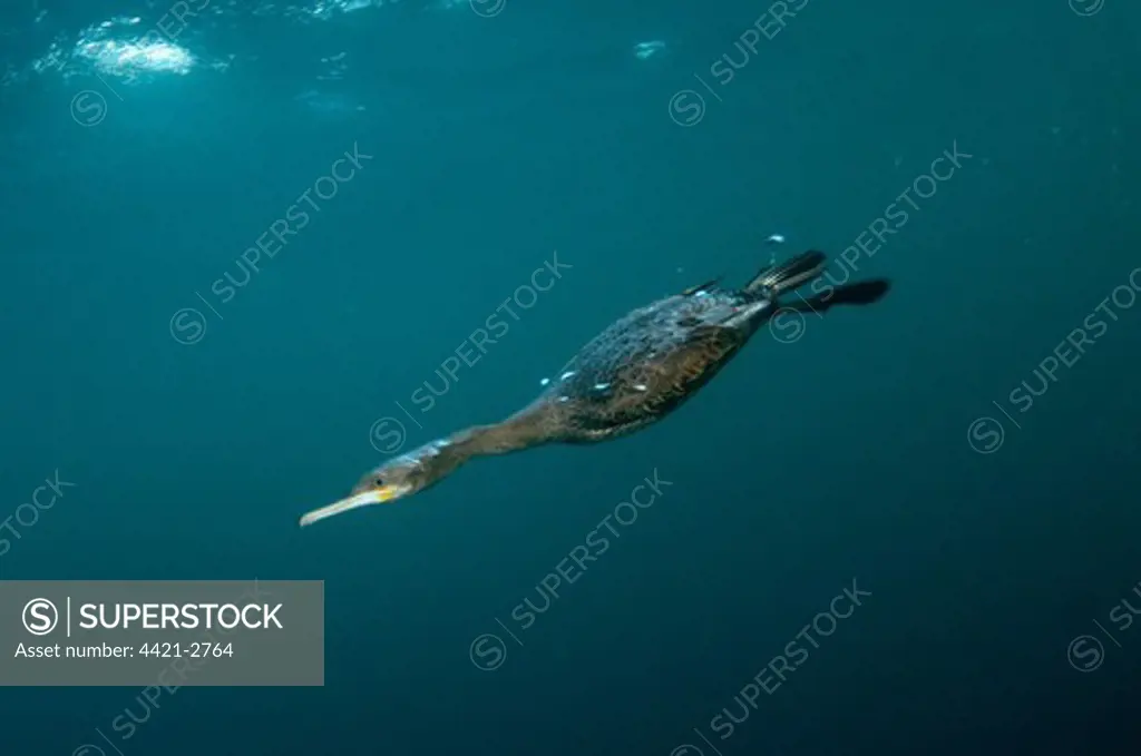 Cape Cormorant (Phalacrocorax capensis) adult, diving underwater to feed on 'baitball' school of small bait fish, offshore Port St. Johns, 'Wild Coast', Eastern Cape (Transkei), South Africa, july