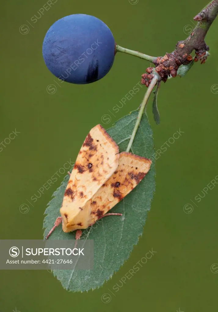 Common Sallow (Xanthia icteritia) adult, resting on Blackthorn (Prunus spinosa) with berry, Leicestershire, England, august