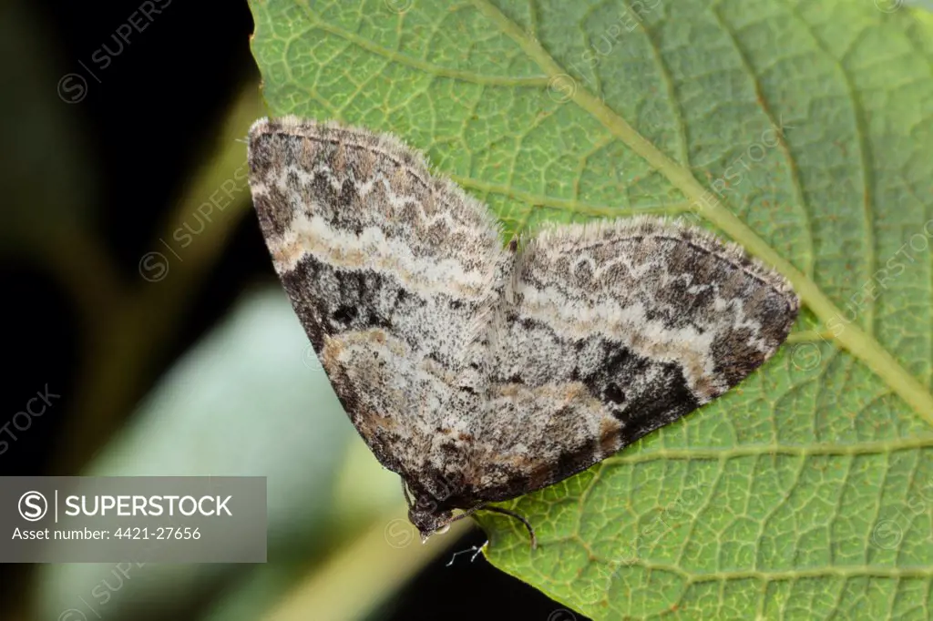 Small Seraphim (Pterapherapteryx sexalata) adult, resting on leaf, Powys, Wales, june
