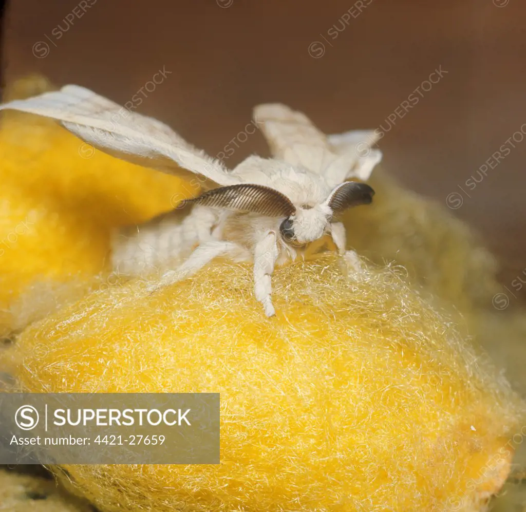 Common Silk Moth (Bombyx mori)     Adult just emerged