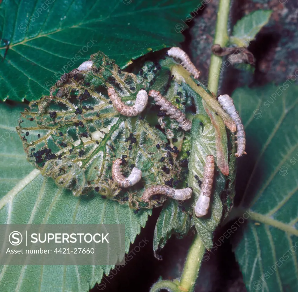 Common Silk Moth (Bombyx mori) young larvae