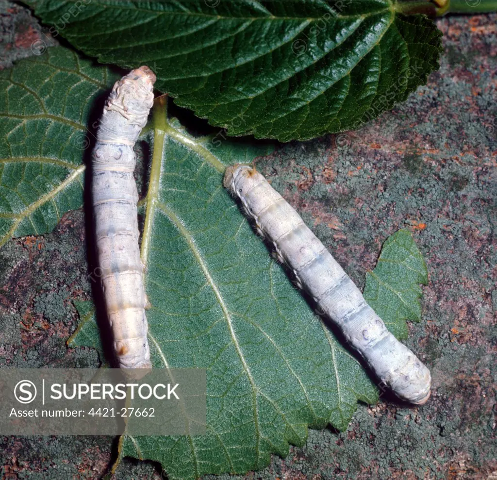 Common Silk Moth (Bombyx mori) Larva