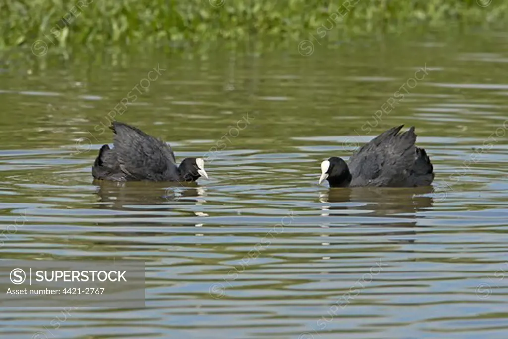 Common Coot (Fulica atra) two adult males, squaring up to fight on lake, Northamptonshire, England, spring