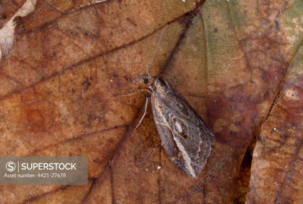 The Streak (Chesias legatella) adult, resting on dead leaf, Norfolk, England, october