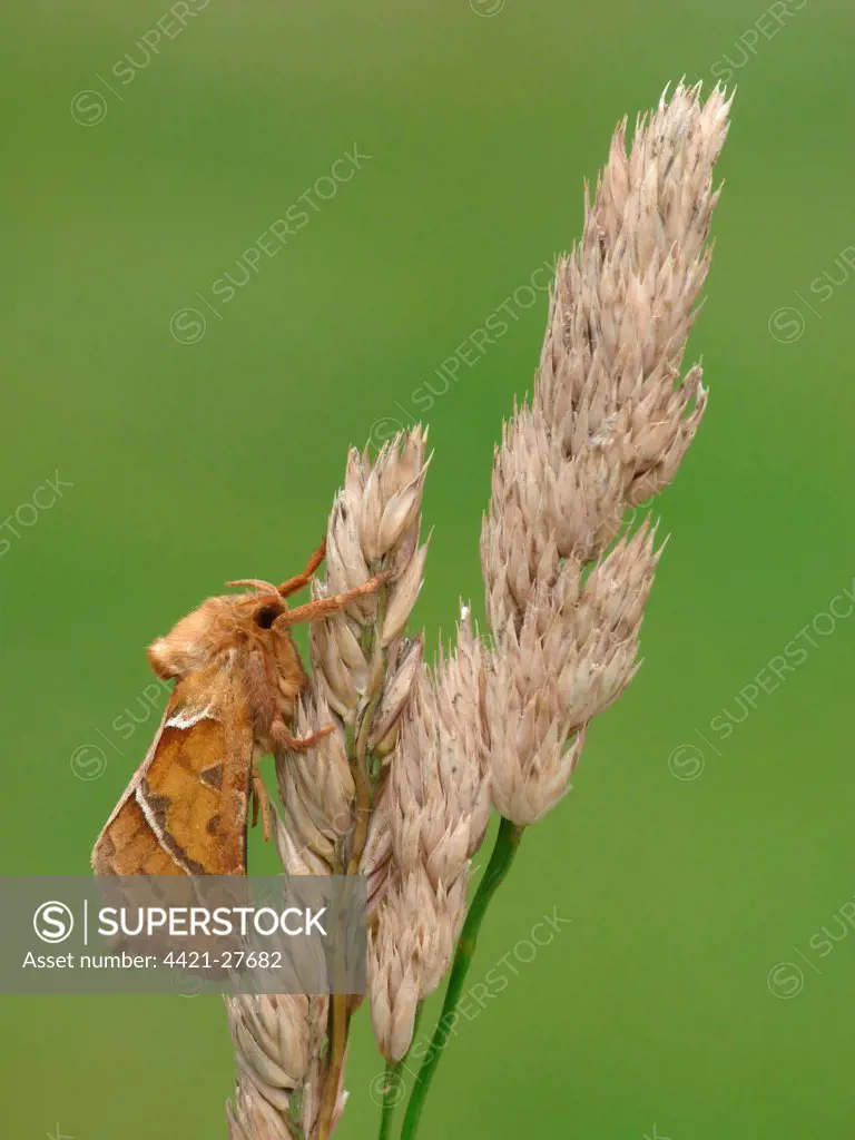 Orange Swift Moth (Hepialus sylvina) adult male, resting on dry grass, Leicestershire, England, august