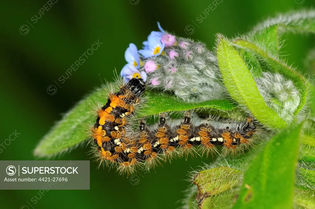 Jersey Tiger Moth (Euplagia quadripunctaria) caterpillar, feeding on forget-me-not flowers, captive bred
