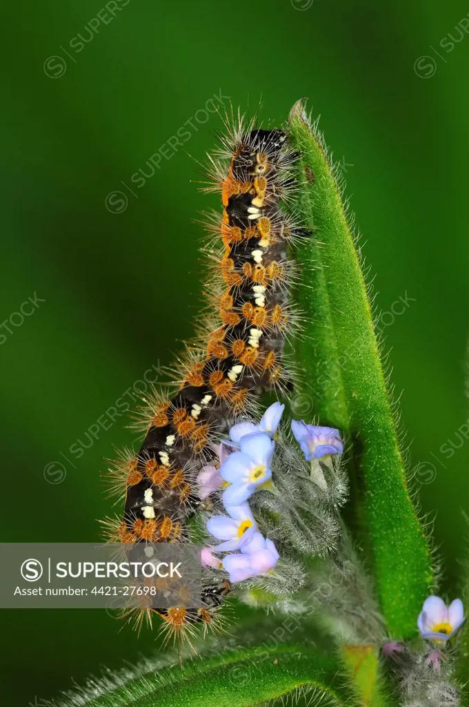 Jersey Tiger Moth (Euplagia quadripunctaria) caterpillar, feeding on forget-me-not leaf, captive bred