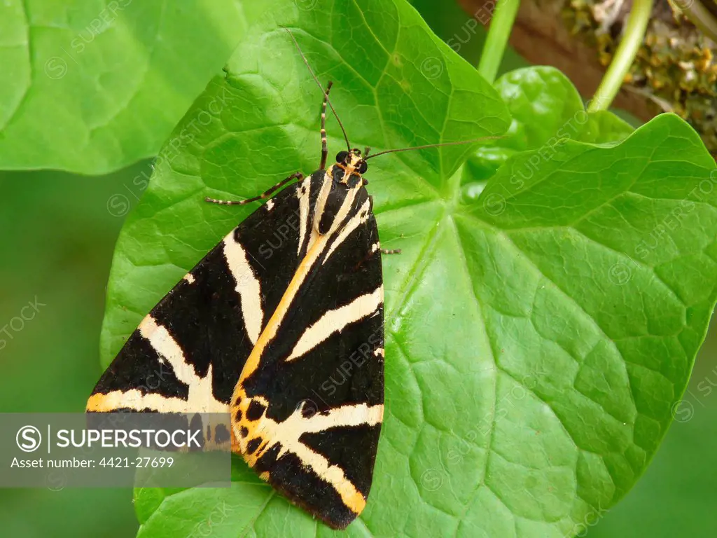 Jersey Tiger Moth (Euplagia quadripunctaria) adult, resting on leaf, Italy, july