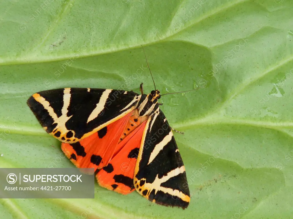Jersey Tiger Moth (Euplagia quadripunctaria) adult, showing red hindwing colouration, resting on leaf, Italy, july