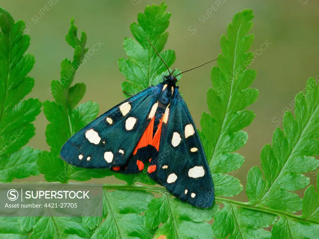 Scarlet Tiger Moth (Callimorpha dominula) adult, showing red hindwing colouration, resting on fern, Cannobina Valley, Piedmont, Northern Italy, july