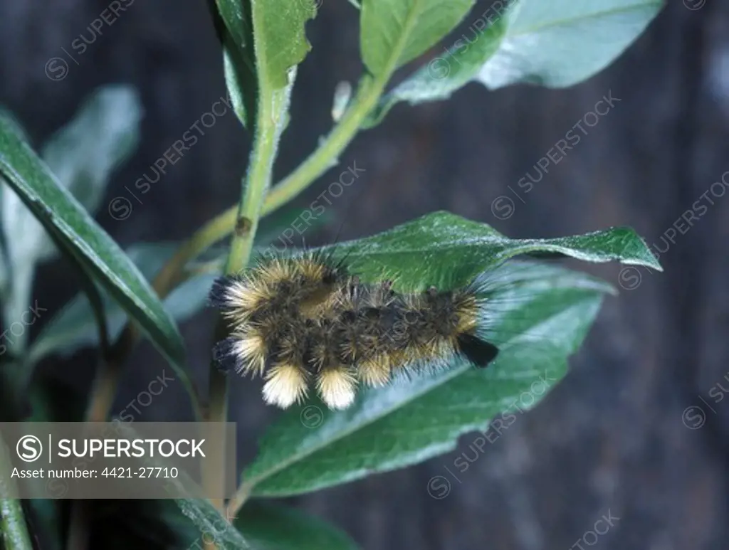 Moth - Tussock Dark Larva (Dasychira fascelina) on leaf