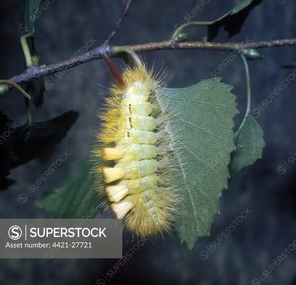 Moth - Tussock Pale Larva (Dasychira pudibunda) on leaf