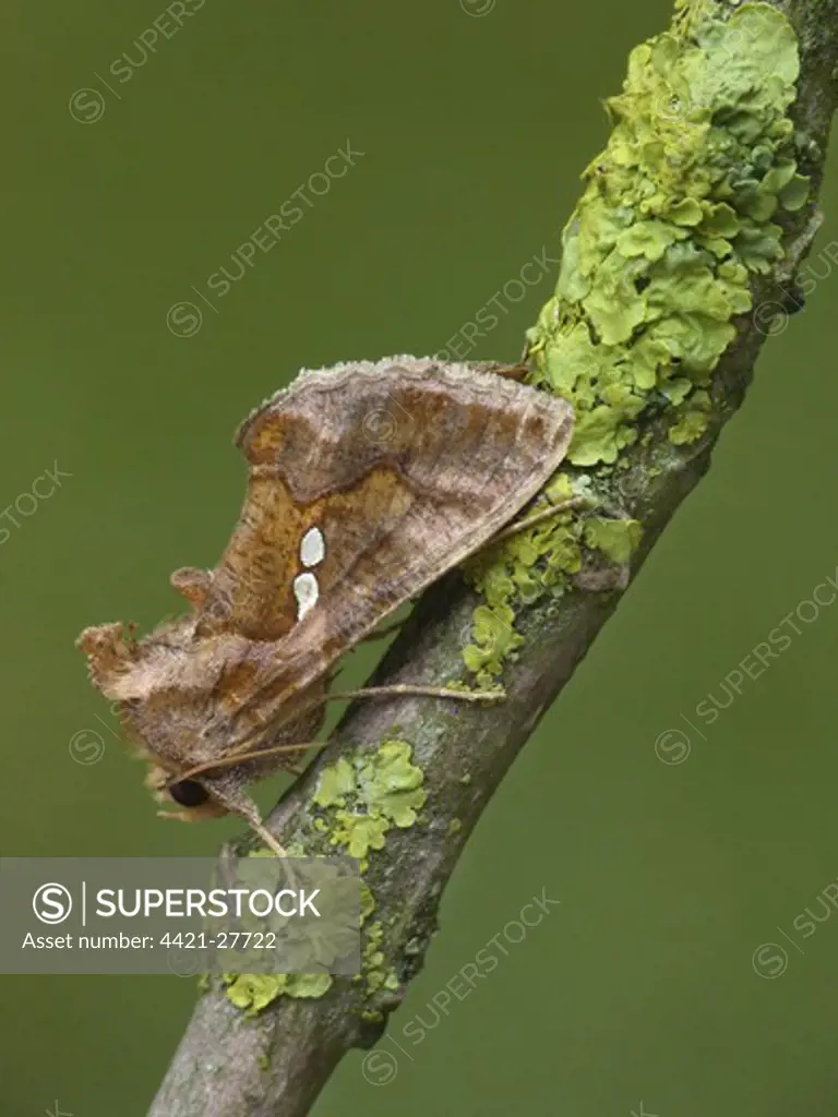 Golden Twin-spot (Chrysodeixis chalcites) adult, resting on lichen covered twig, Cannobina Valley, Piedmont, Northern Italy, july