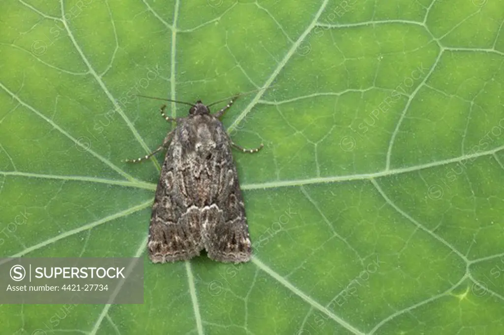 Straw Underwing (Thalpophila matura) adult, resting on leaf, Essex, England