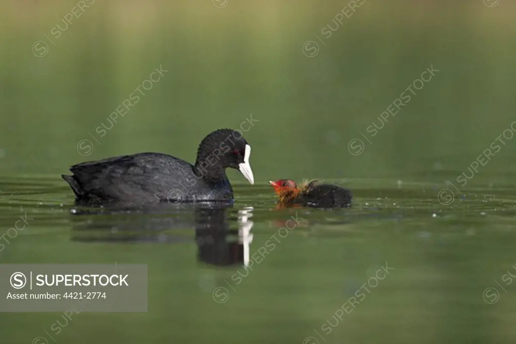 Common Coot (Fulica atra) adult, with chick begging for food, swimming, Bambois, Belgium