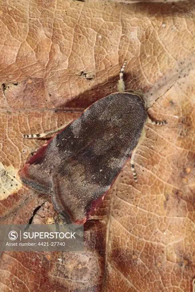 Lesser Broad-bordered Yellow Underwing (Noctua janthina) adult, resting on dead leaf, Powys, Wales, august