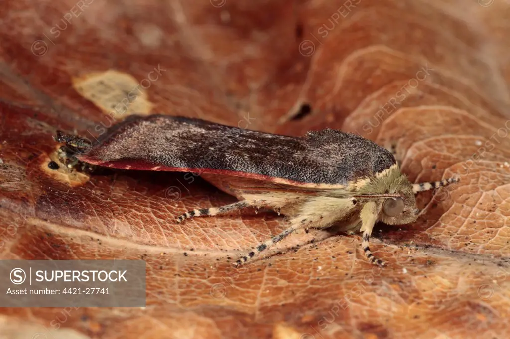 Lesser Broad-bordered Yellow Underwing (Noctua janthina) adult, resting on dead leaf, Powys, Wales, august