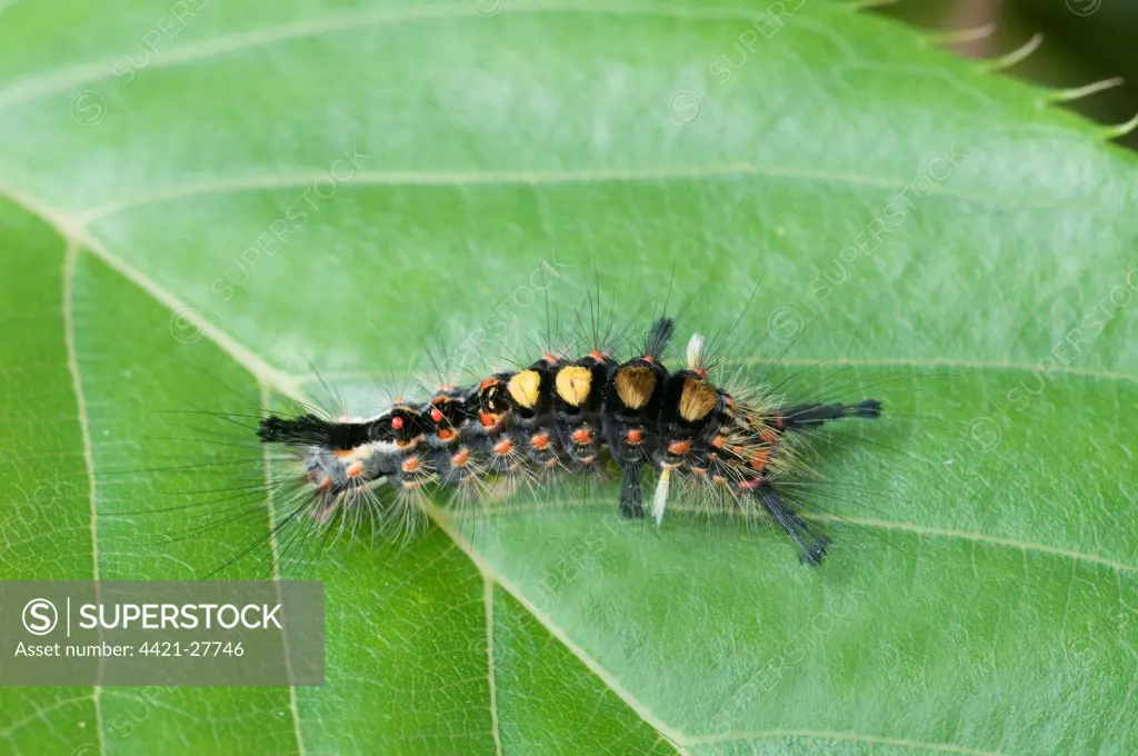 Common Vapourer (Orygia antiqua) caterpillar, resting on leaf, England, may