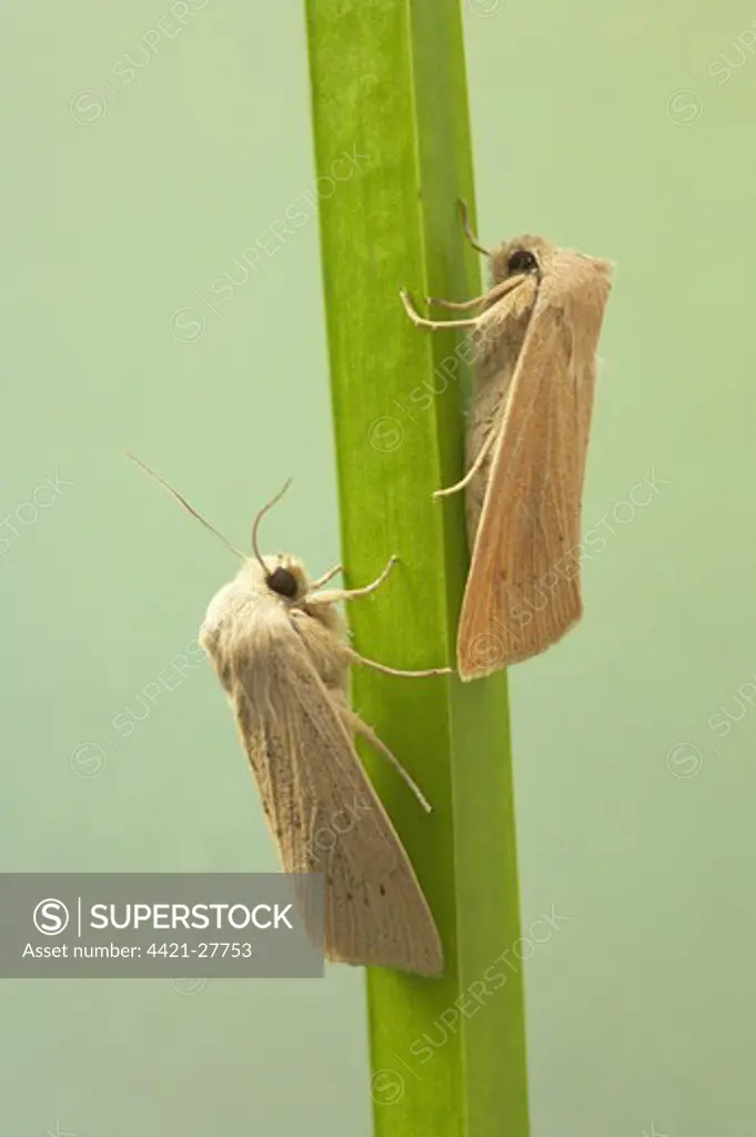 Large Wainscot (Rhizedra lutosa) two adults, resting on leaf, Essex, England
