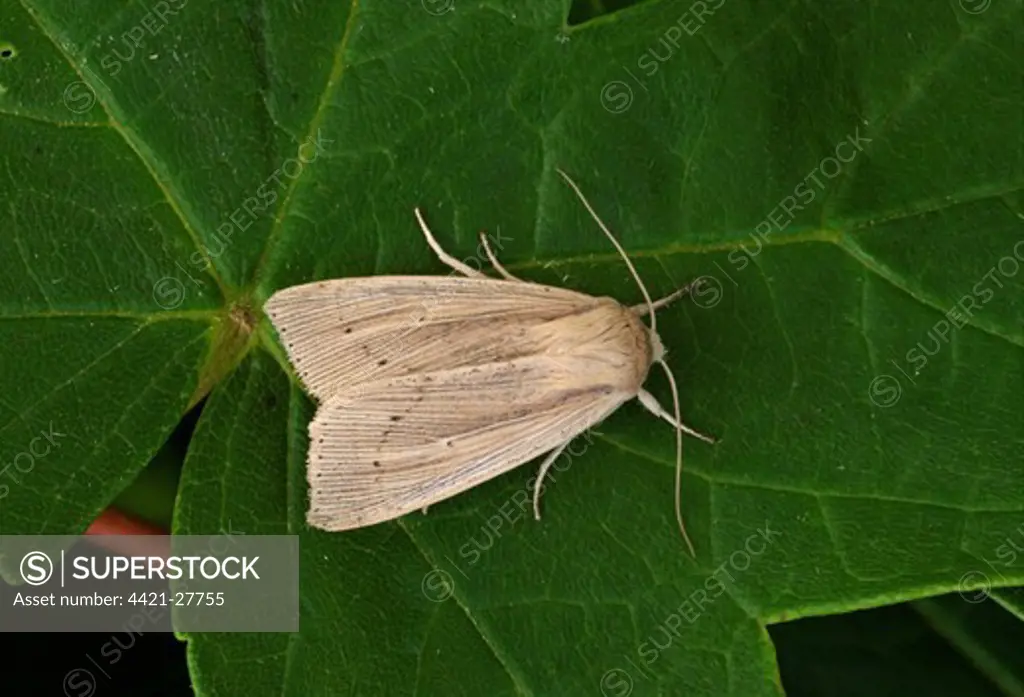 Southern Wainscot (Mythimna straminea) adult, resting on leaf, Norfolk, England, july
