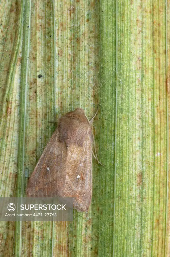 White-point Moth (Mythimna albipuncta) adult, resting on leaf, Essex, England