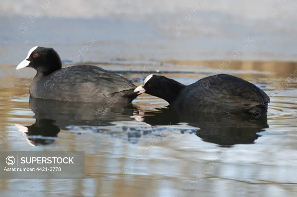 Common Coot (Fulica atra) two adults, interacting, swimming amongst ice, Reddish Vale Country Park, Greater Manchester, England, winter