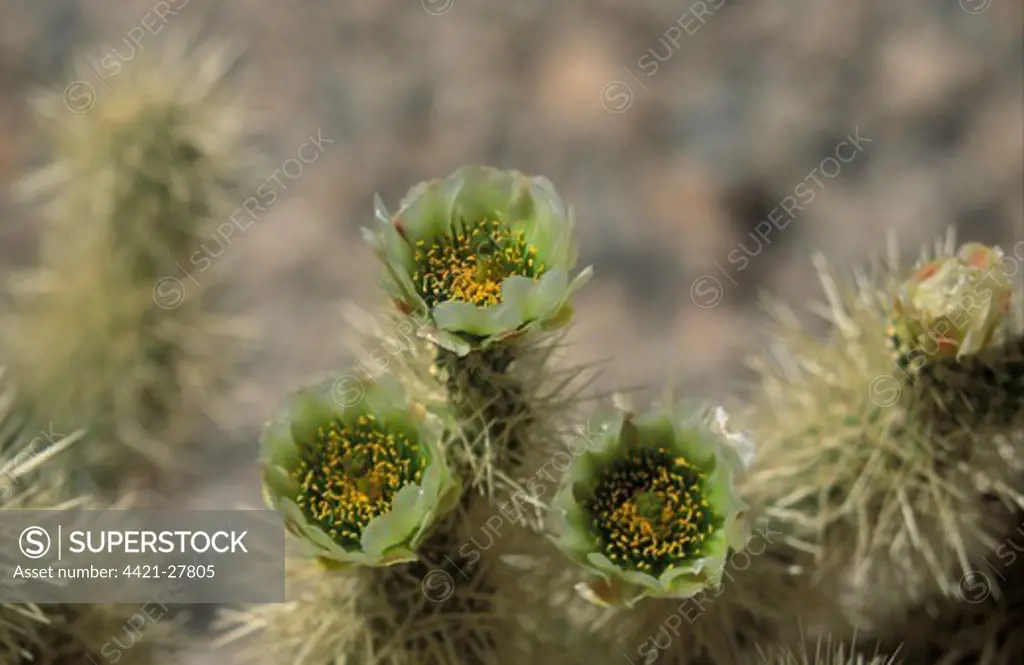Cacti-Teddybear Cholla (Opuntia bigelovii) In flower