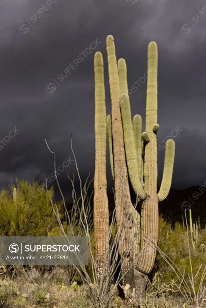 Saguaro Cacti (Carnegiea gigantea) growing in desert with approaching stormclouds, Saguaro N.P. (West), Sonoran Desert, Arizona, U.S.A., february