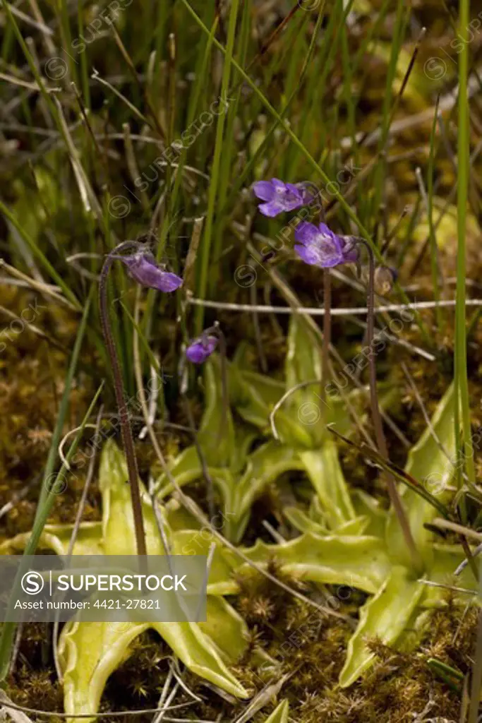 Common Butterwort (Pinguicula vulgaris) flowering, Market Weston Fen, Market Weston, Little Ouse Valley, Suffolk, England, may