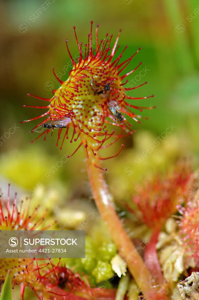 Round-leaved Sundew (Drosera rotundifolia) glandular hairs on leaf with sticky mucilage, with trapped insects, Italy, june